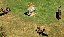 Les loups rdent autour de cette relique !